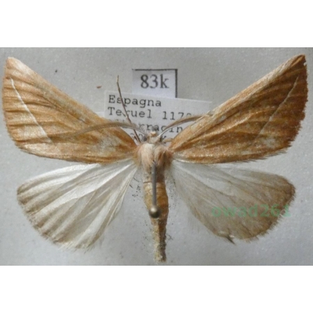 Compsoptera opacaria (Hübner, 1819) Spain83k